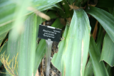 Beschorneria yuccoides 'Quicksilver' RCP5-09 028.jpg